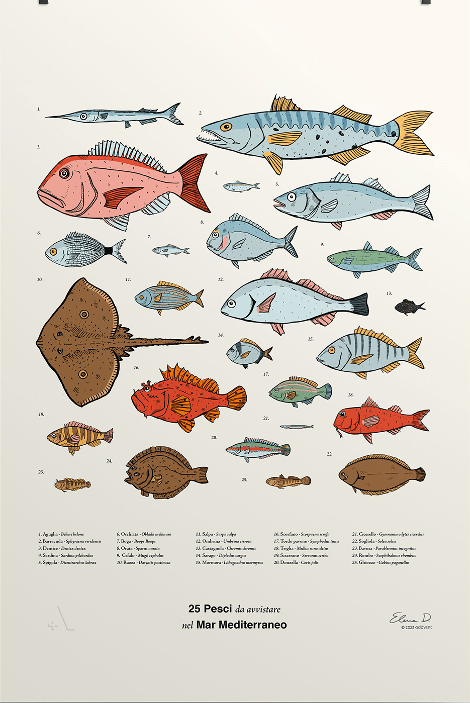 25 pesci del Mar Mediterraneo