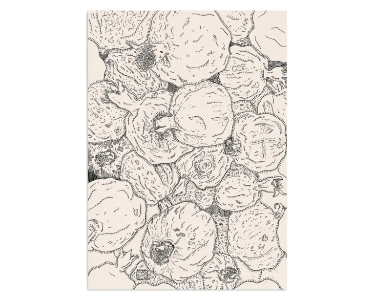 The dry pomegranates