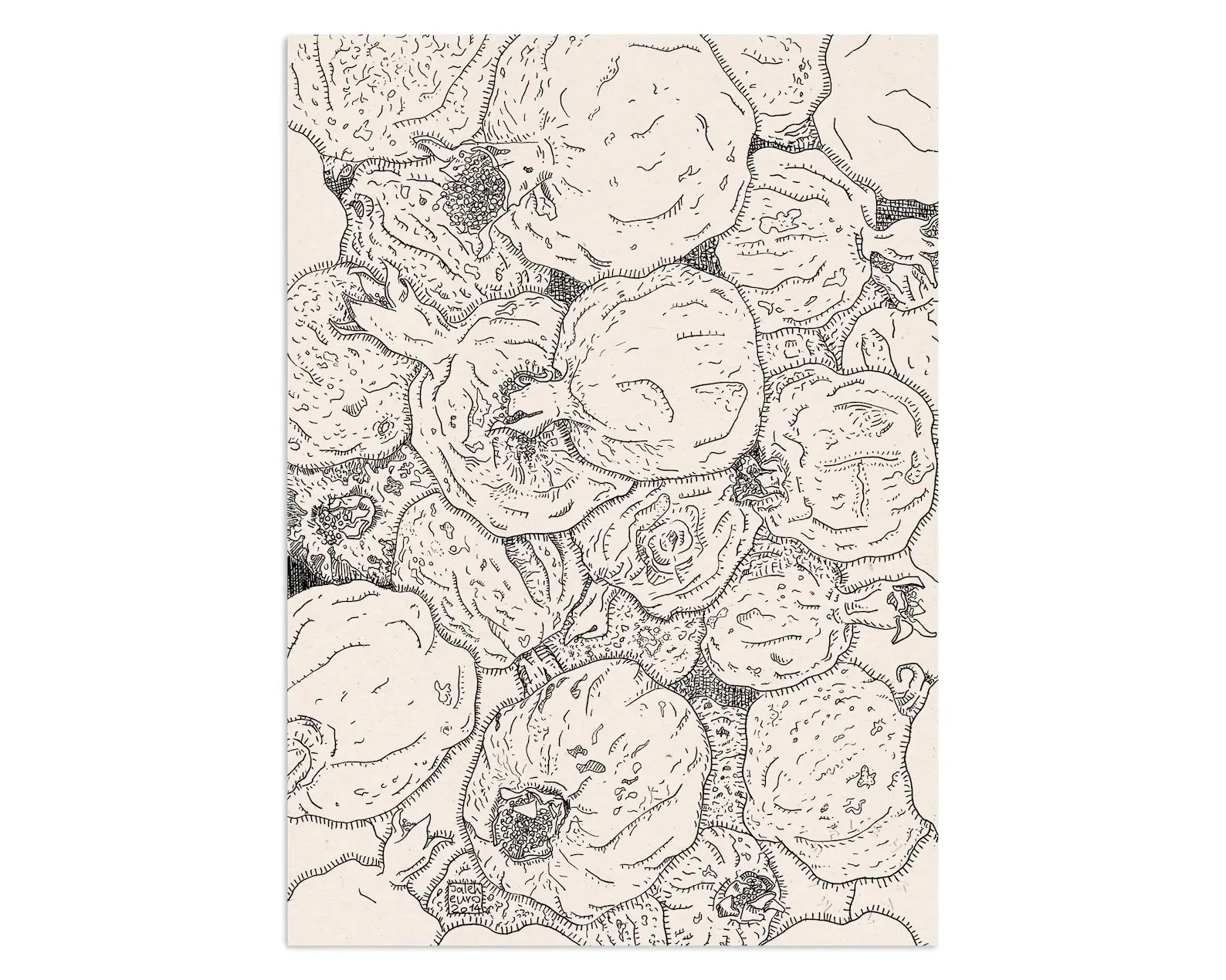The dry pomegranates